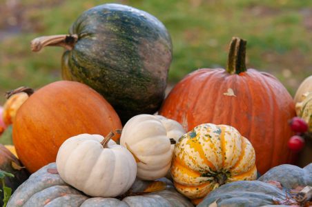 pumpkins in field fall gardening